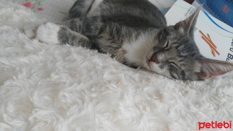 Tekir Kedi, Kedi  üzüm fotoğrafı