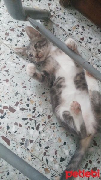 Tekir Kedi, Kedi  üzüm fotoğrafı