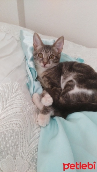 Tekir Kedi, Kedi  üzüm fotoğrafı