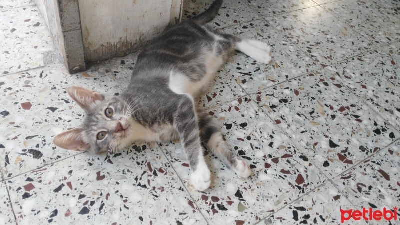 Tekir Kedi, Kedi  üzüm fotoğrafı