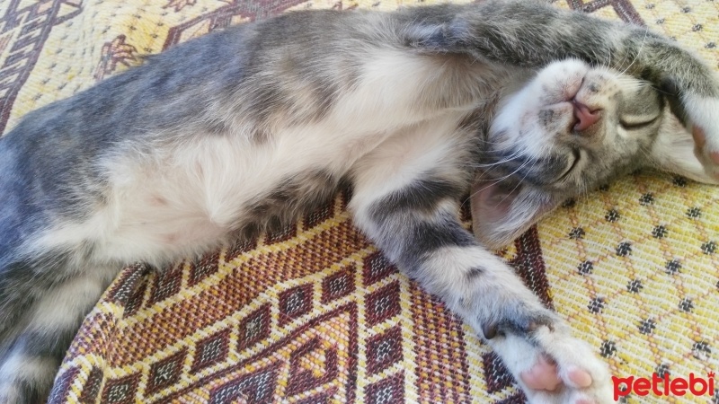 Tekir Kedi, Kedi  üzüm fotoğrafı