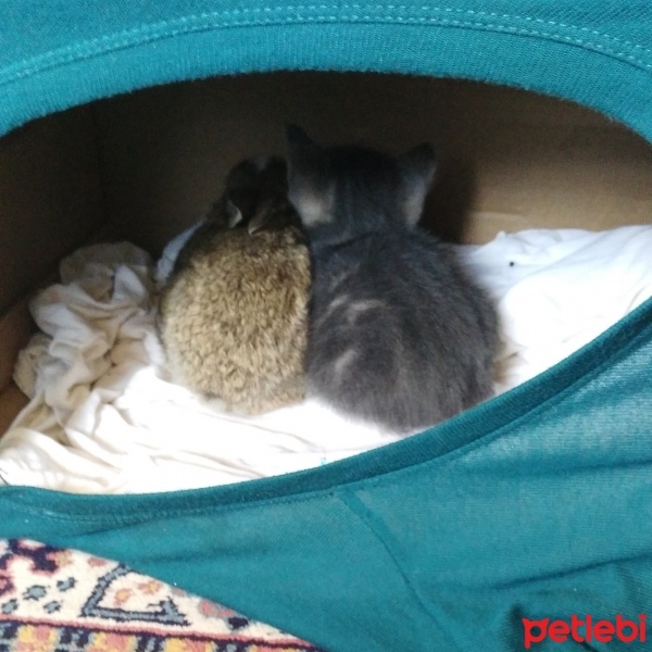 Tekir Kedi, Kedi  üzüm fotoğrafı