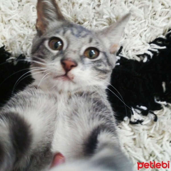 Tekir Kedi, Kedi  üzüm fotoğrafı