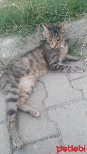 Tekir Kedi, Kedi  üzüm fotoğrafı