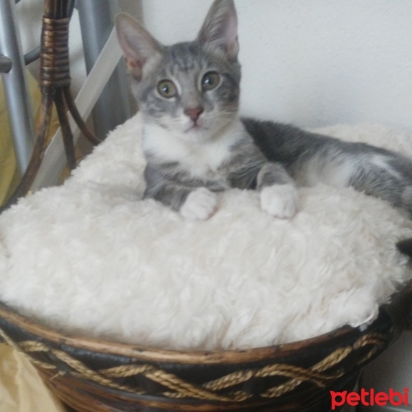 Tekir Kedi, Kedi  üzüm fotoğrafı