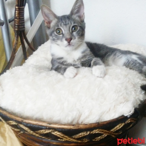 Tekir Kedi, Kedi  üzüm fotoğrafı