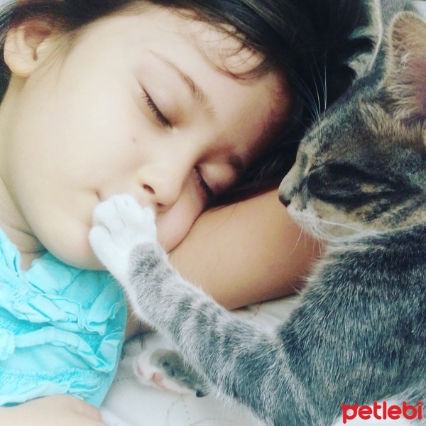 Tekir Kedi, Kedi  üzüm fotoğrafı