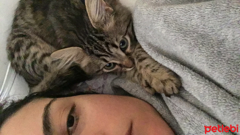 Tekir Kedi, Kedi  Kontes fotoğrafı