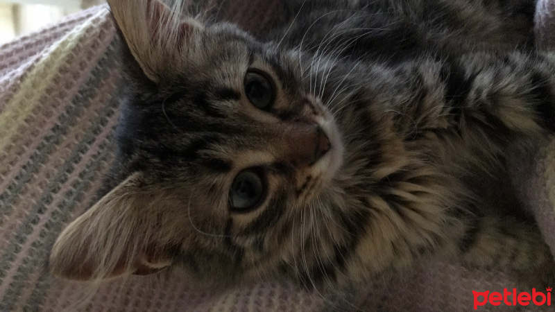 Tekir Kedi, Kedi  Kontes fotoğrafı