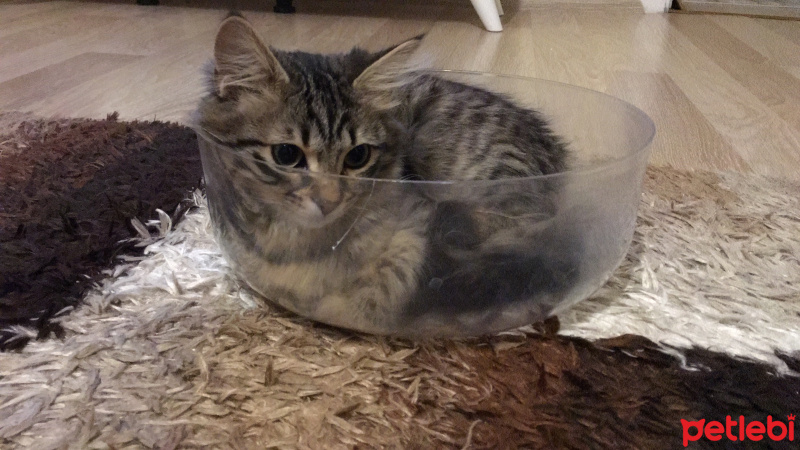 Tekir Kedi, Kedi  Kontes fotoğrafı