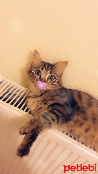 Tekir Kedi, Kedi  Kontes fotoğrafı