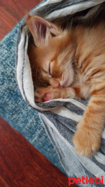 Sarman, Kedi  Dobby fotoğrafı