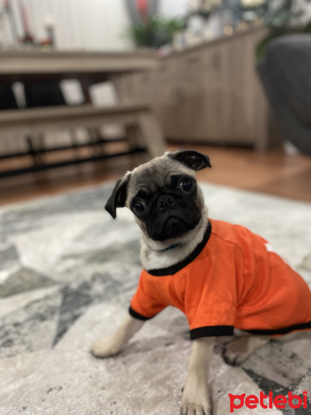 Pug, Köpek  Mars fotoğrafı