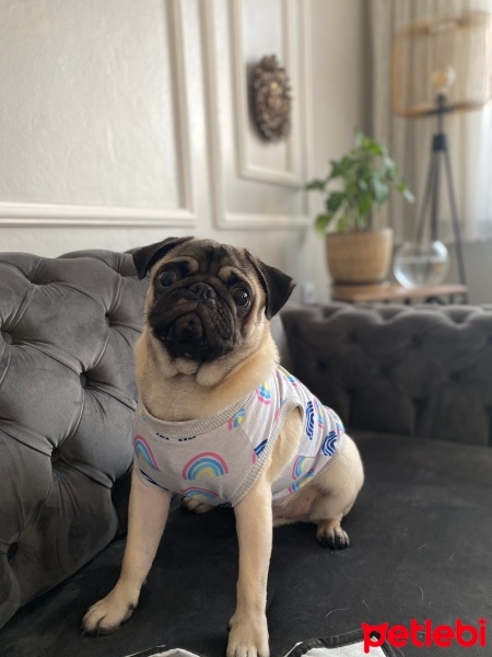 Pug, Köpek  Mars fotoğrafı