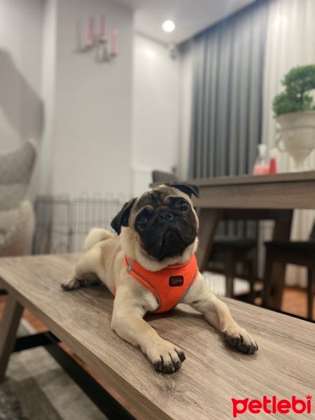 Pug, Köpek  Mars fotoğrafı