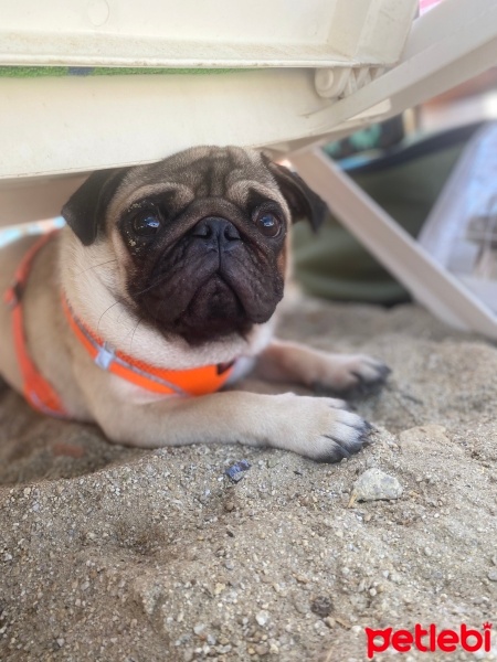 Pug, Köpek  Mars fotoğrafı