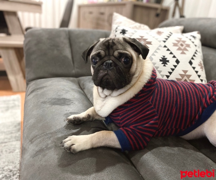 Pug, Köpek  Mars fotoğrafı