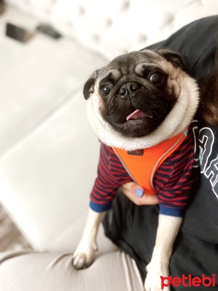 Pug, Köpek  Mars fotoğrafı