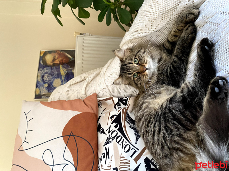 Norwegian Forest, Kedi  Ceku fotoğrafı