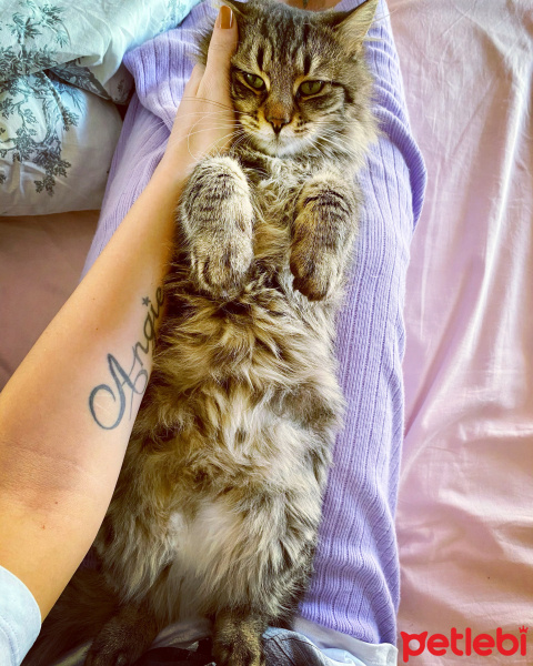 Norwegian Forest, Kedi  Ceku fotoğrafı