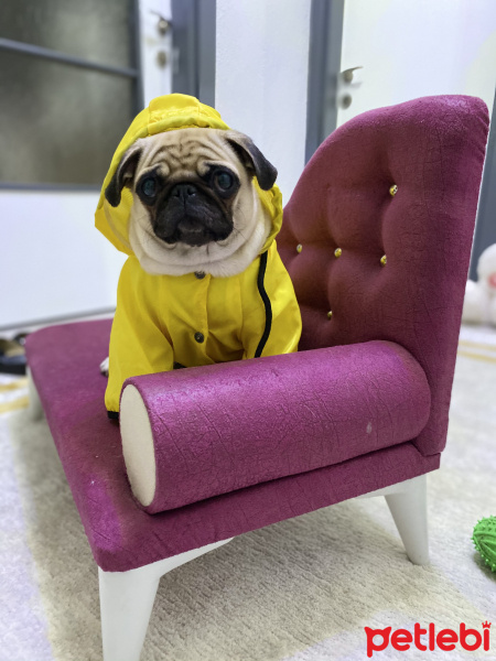 Pug, Köpek  Linda fotoğrafı