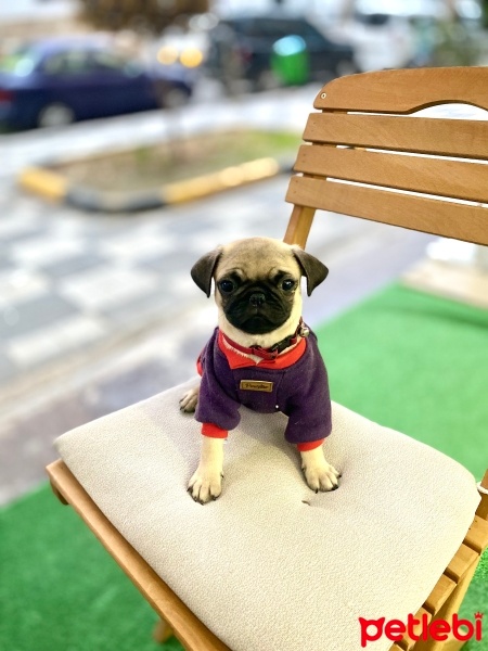 Pug, Köpek  Linda fotoğrafı