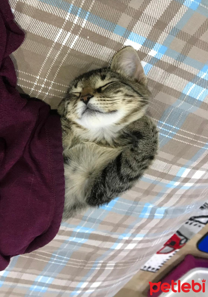 Tekir Kedi, Kedi  Kleo fotoğrafı