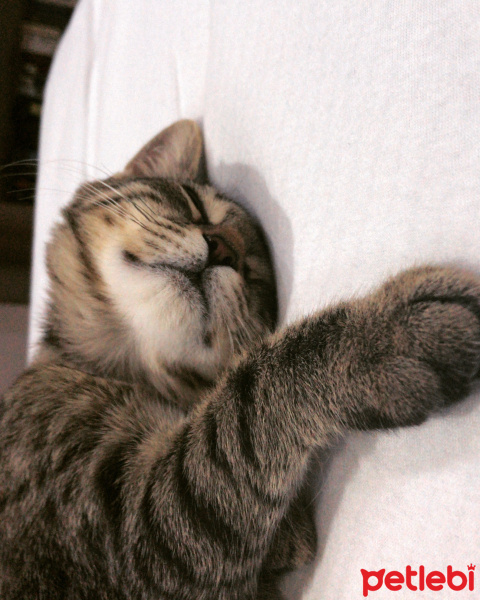 Tekir Kedi, Kedi  Kleo fotoğrafı