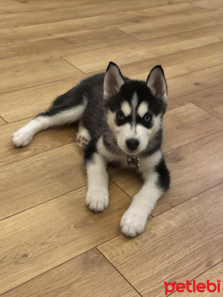 Sibirya Kurdu (Husky), Köpek  LENA fotoğrafı
