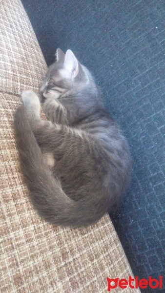 Tekir Kedi, Kedi  Gece fotoğrafı