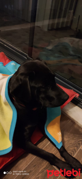Labrador Retriever, Köpek  GÜNEŞ fotoğrafı
