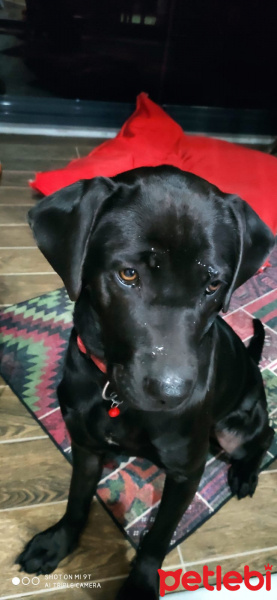 Labrador Retriever, Köpek  GÜNEŞ fotoğrafı