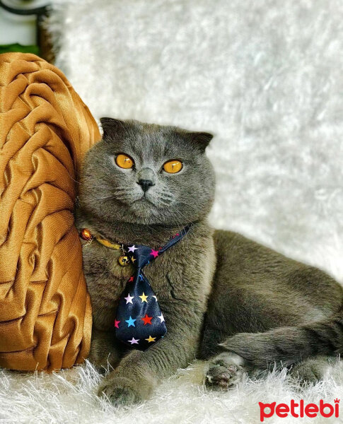 Scottish Fold, Kedi  Zeytin fotoğrafı