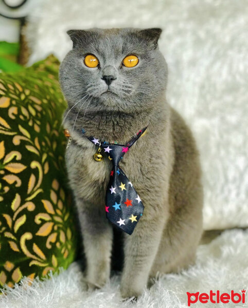 Scottish Fold, Kedi  Zeytin fotoğrafı