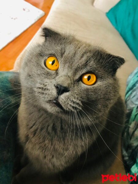 Scottish Fold, Kedi  Zeytin fotoğrafı