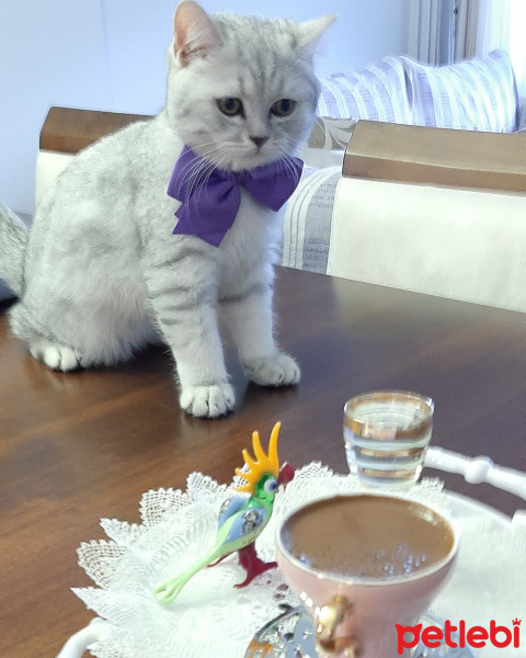 British Shorthair, Kedi  Cali fotoğrafı