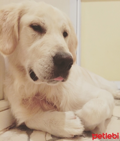 Golden Retriever, Köpek  Alex fotoğrafı