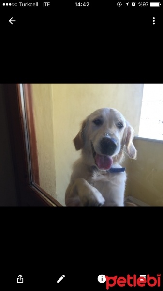 Golden Retriever, Köpek  Alex fotoğrafı
