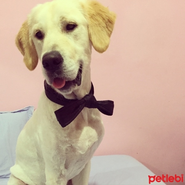 Golden Retriever, Köpek  Alex fotoğrafı