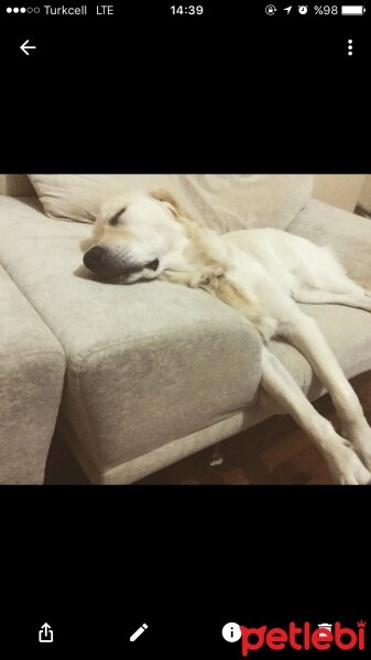 Golden Retriever, Köpek  Alex fotoğrafı