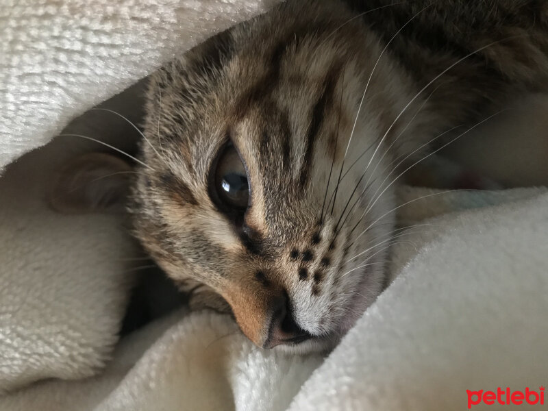 Tekir Kedi, Kedi  Leo fotoğrafı