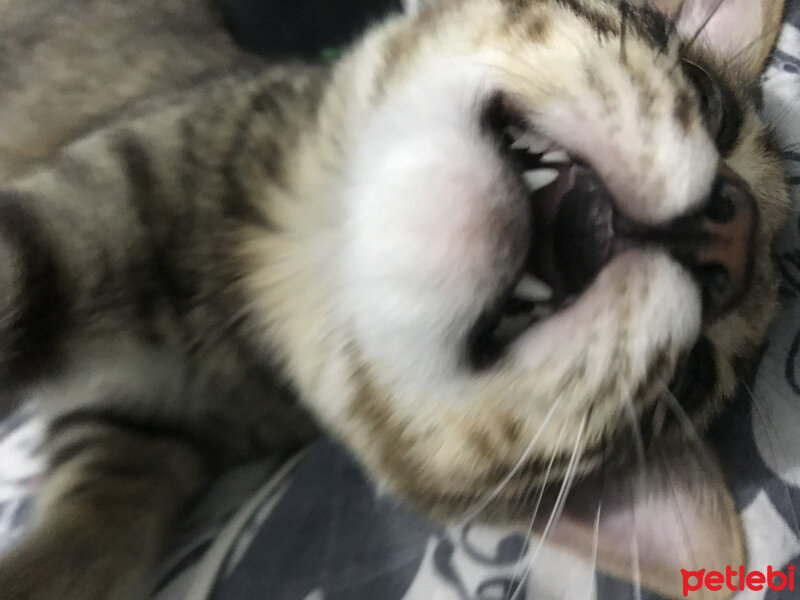 Tekir Kedi, Kedi  Leo fotoğrafı