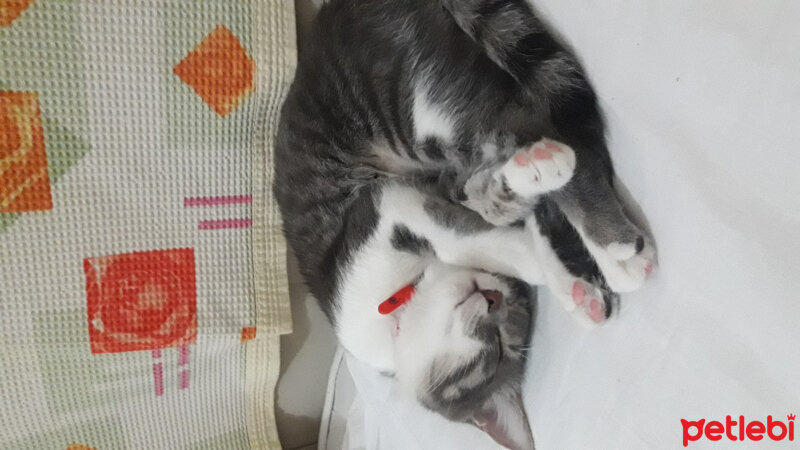 Tekir Kedi, Kedi  Lila fotoğrafı