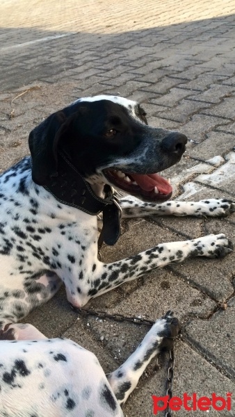 Dalmatian, Köpek  Bluto fotoğrafı