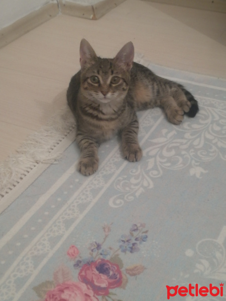 Tekir Kedi, Kedi  Lila fotoğrafı