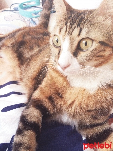 Tekir Kedi, Kedi  Şanslı fotoğrafı