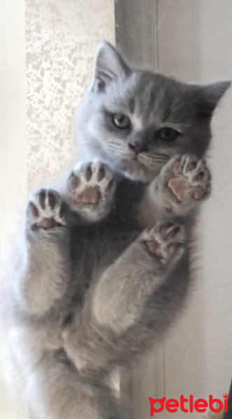 British Shorthair, Kedi  Tesla fotoğrafı