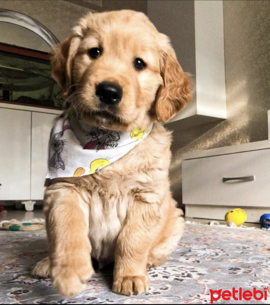 Golden Retriever, Köpek  Sirius fotoğrafı