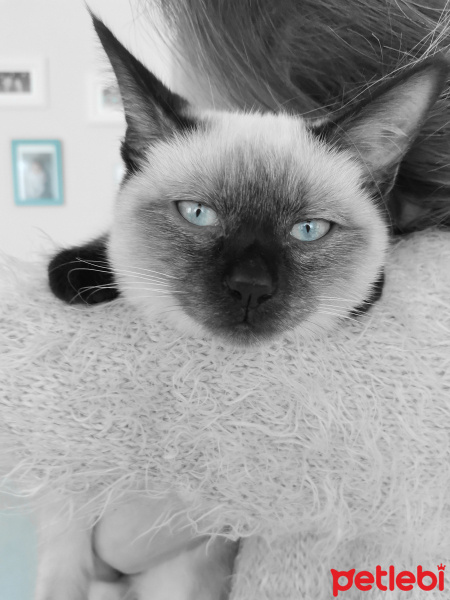 Siyam Kedisi, Kedi  Marcel fotoğrafı