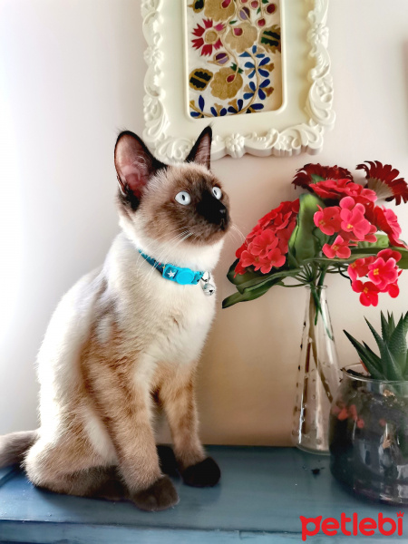 Siyam Kedisi, Kedi  Marcel fotoğrafı